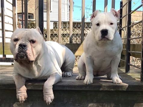 Albino Pitbull Bully