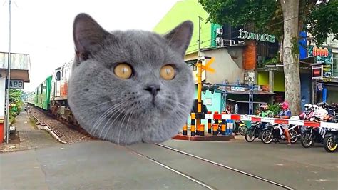 Loh Kereta Apinya Bisa Berubah Jadi Kucing Lucu Gaes YouTube