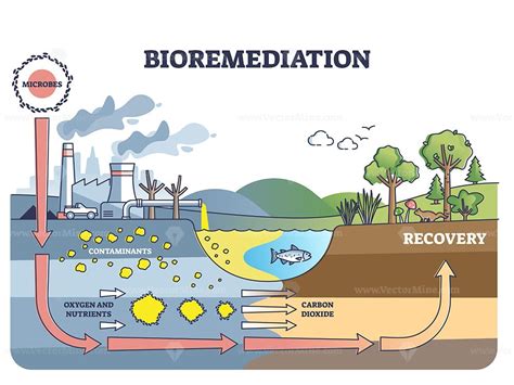 Bioremediation And Contaminated Soil Or Water Recovery With Adding