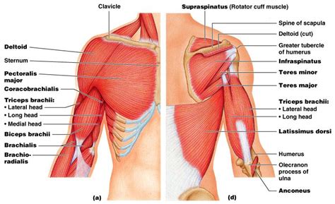 Muscles Of The Upper Limb The Muscular System