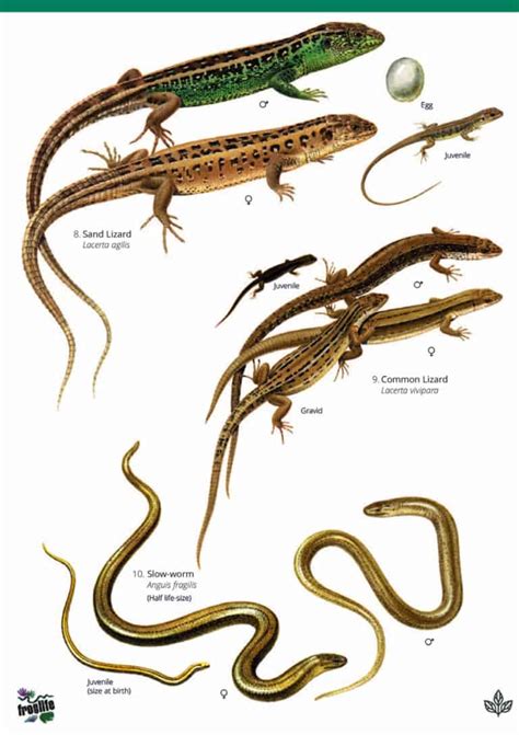 Reptiles and amphibians guide – Field Studies Council