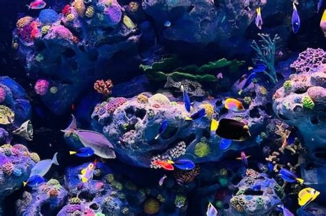 Cara Merawat Ikan Guppy Di Aquarium Agar Tidak Mudah Mati