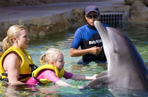 Swim With Dolphins An Amazing Experience In Cancun