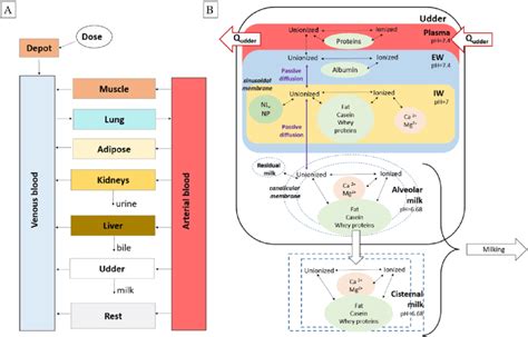 A Schematic Diagram Of The Whole Pbpk Model To Explore The Blood Milk