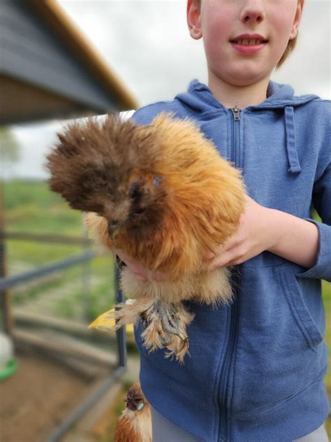 Silkie Chicks EggSellent Au