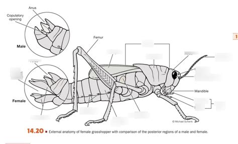 External Grasshopper Anatomy Diagram Quizlet