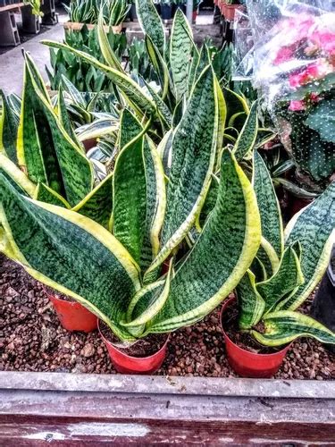 Sansevieria Nana Variegada Planta Ideal Para Interior En Venta En