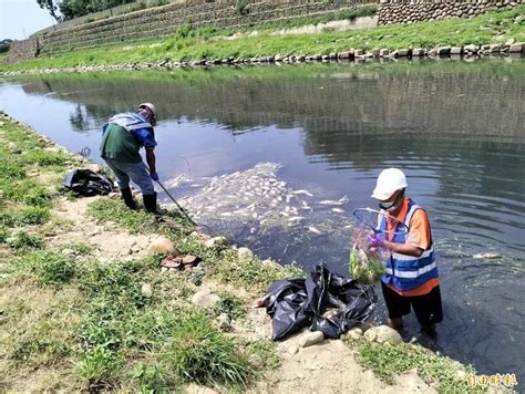 熱死了！桃園老街溪魚群高溫暴斃 清出500公斤魚屍 生活 自由時報電子報