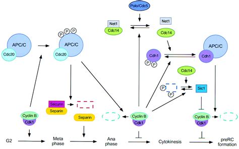 Whose End Is Destruction Cell Division And The Anaphase Promoting Complex