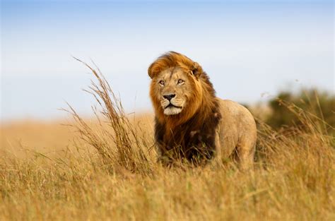 Cool Lion Wallpaper Coolwallpapersme