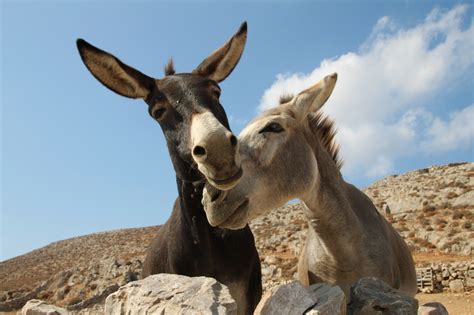 Donkeys In Love Having Seen A Relevant Card Postal I Want Flickr