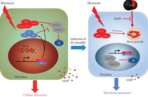 The Molecular Mechanism Responsible For Co Mediated Sg Formation