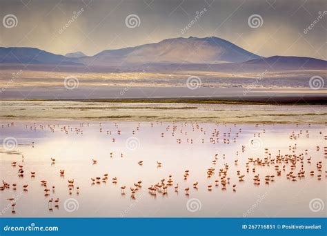 Laguna Colorada Red Lake With Flamingos And Volcanic Landscape Andes