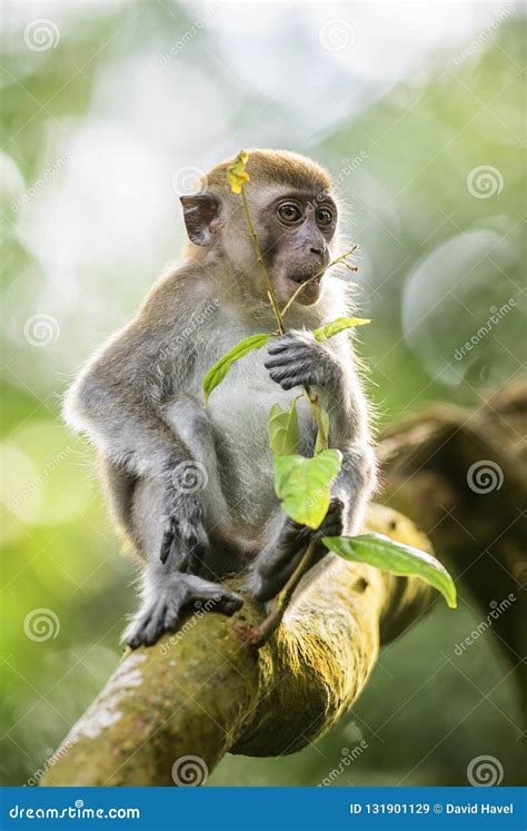 Macaque De Cola Larga Fascicularis Del Macaca Imagen De Archivo