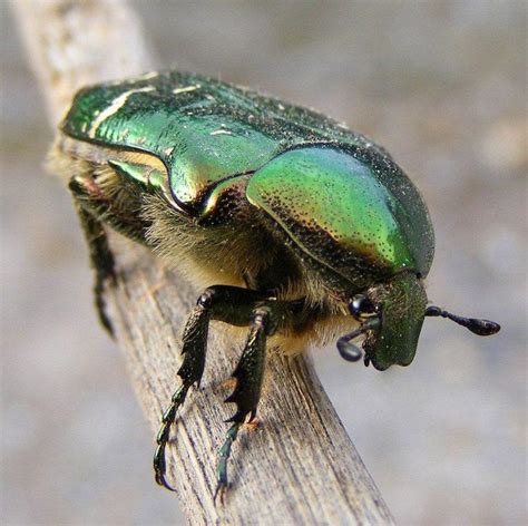 Rose Chafer Beetle: Identification, Life Cycle, Facts & Pictures