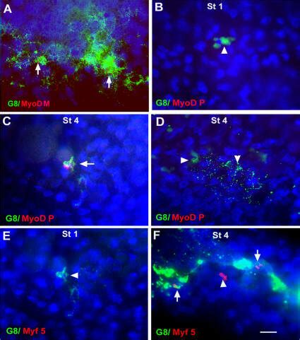 Expression Of G8 MyoD And Myf5 In The Pregastrulating And