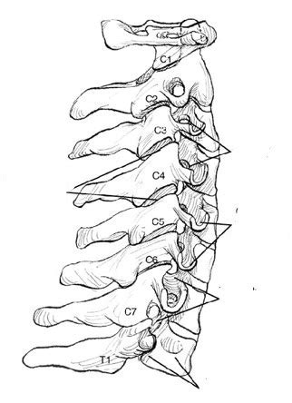 Lateral C Spine Anatomy Diagram Quizlet