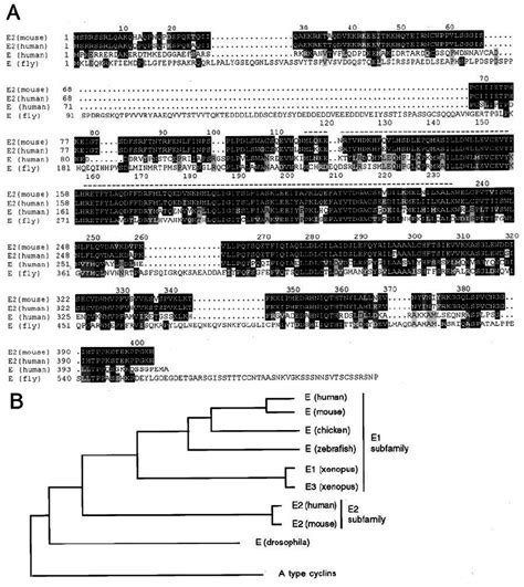 Cyclin E2 Sequence And Evolutionary Conservation A Multiple Download Scientific Diagram