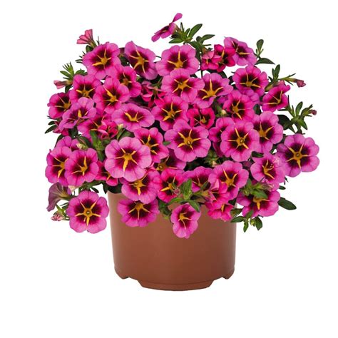 Calibrachoa Tik Tok Rose Raba Talu