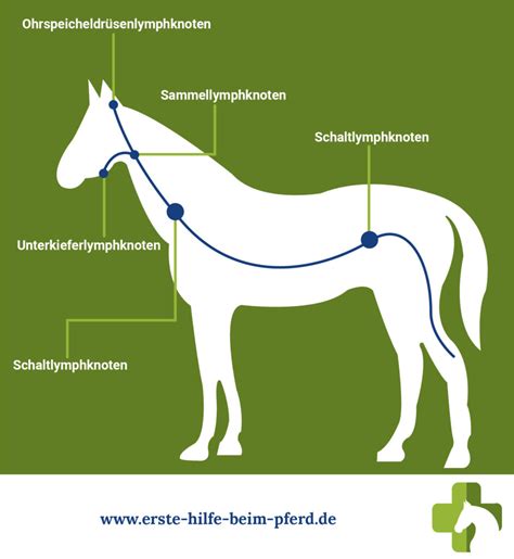 Dicke Ganasche Pferd - information online