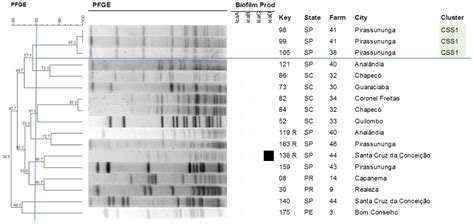 Antibiotics Free Full Text Staphylococcus Spp Isolated From Bovine