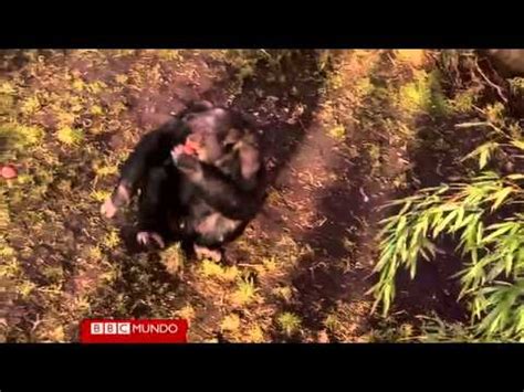 El chimpancé que aprendió a expresarse con acento escocés BBC Mundo