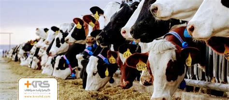 Cattle Behavior 2023 Kimia Roshd Sepahan
