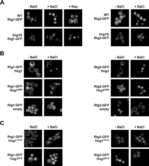 Role Of Hog1 In Regulating The Subcellular Localization Of Rtg1 3