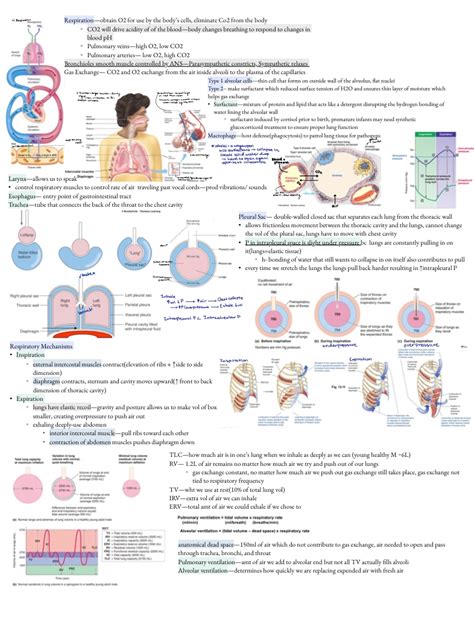 Respiratory System Npb Notability Gallery