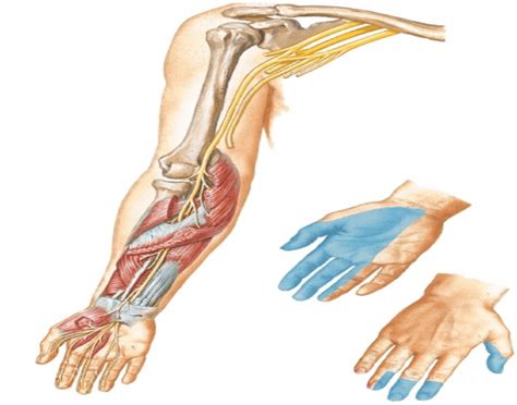 median nerve Quiz