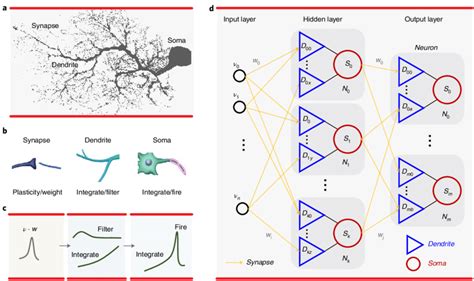 Overview Of The Biological And Artificial Neural Networks With Download Scientific Diagram