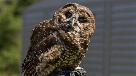 Rare Spotted Owls Released Into Protected Habitat In 1st Stage Of