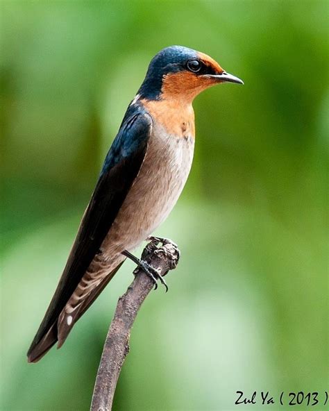 Pacific Swallow Alchetron The Free Social Encyclopedia