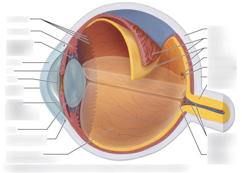 Special Senses Eye Diagram Quizlet