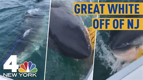 Great White Shark Swims Up To Boat Off Of Nj Coast Chomps Bait Bag In