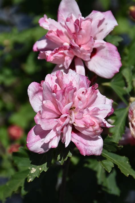 Peppermint Smoothie Rose Of Sharon Hibiscus Syriacus Peppermint