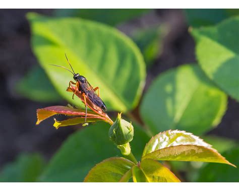 Battling Mealybugs on Houseplants: Effective Treatment Strategies - Indoor Home Garden