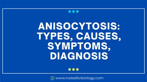 Anisocytosis: Types, Causes, Symptoms, Diagnosis