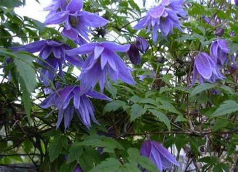 Княжик: виды, уход, обрезка | Clematis, Plants, Flowers