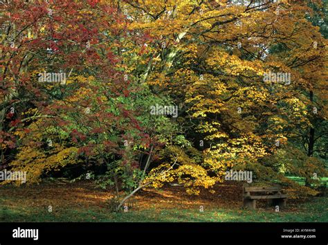 autumn park bench Stock Photo - Alamy