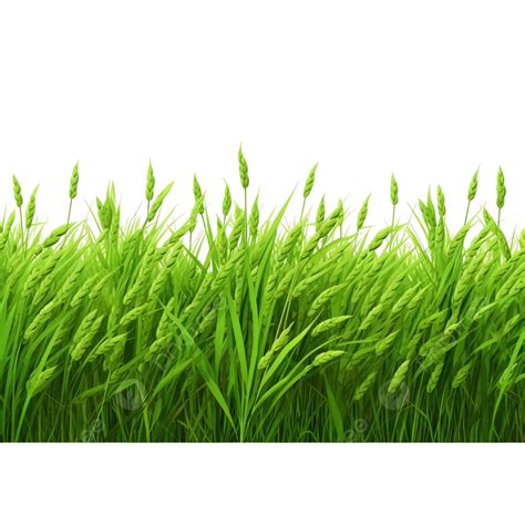 Green Rice Field Isolated Png File Transparent Rice Field Png