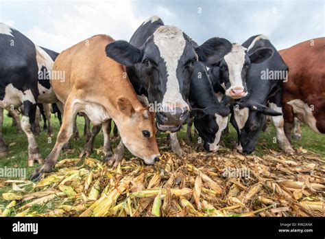 Cattle Eating Corn High Resolution Stock Photography And Images Alamy