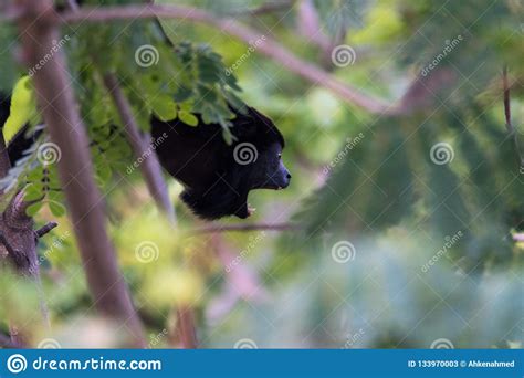 Large Black Howler Monkey in His Rainforest Habitat. Stock Image ...