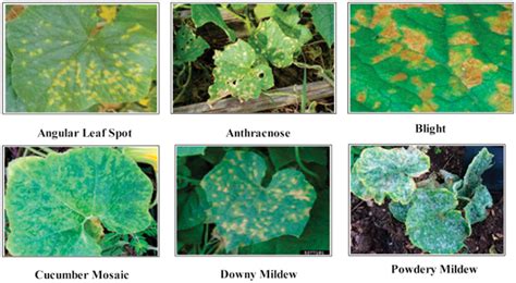 Sample Images Of Cucumber Leaf Diseases Download Scientific Diagram