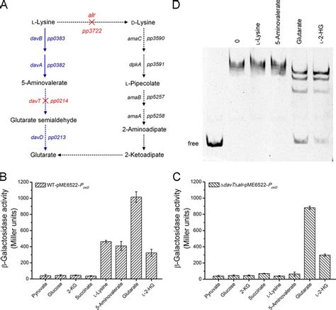 Characterization Of The Effectors Of Csir A Schematic Representation