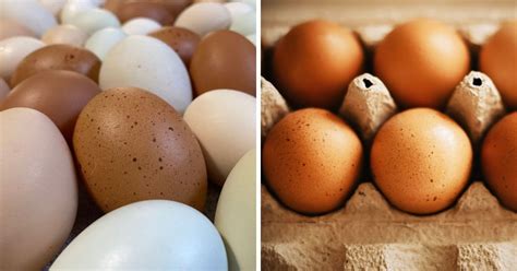 What Chickens Lay Speckled Eggs Speckled Breeds Chicken And Chicks Info