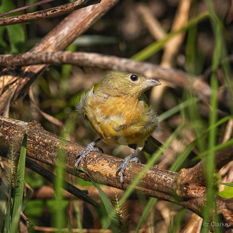 Painted Bunting Passerina Ciris 6 Painted Bunting Pass Flickr