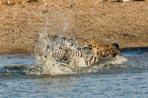 Hyenas kill zebra at Etosha waterhole - Africa Geographic