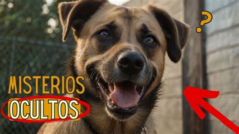 9 COSAS RARAS que HACEN los PERROS Te SORPRENDERÁN YouTube