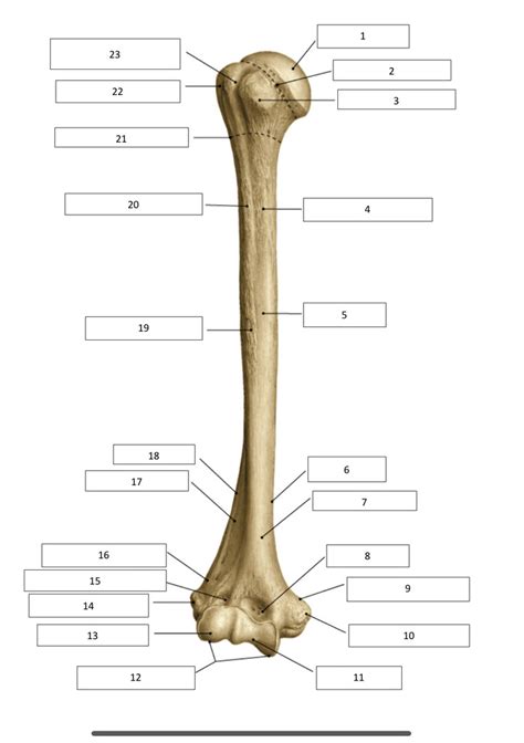 Osteologie Humerus Ventraal Aanzicht Diagram Quizlet